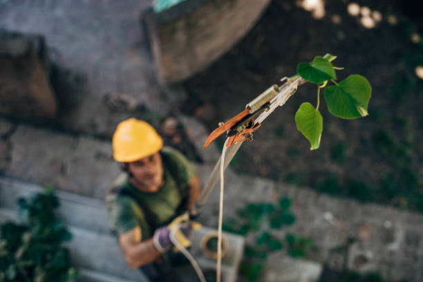 The Steps Involved in Our Tree Care Process in Orion, IL